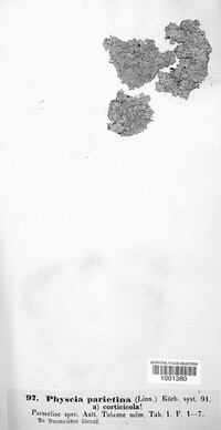 Xanthoria parietina image
